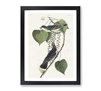 Tyrant Flycatcher Birds By John James Audubon Vintage Framed Print | A2 Black Framed Wall Art | Ready to Hang | Classic Nature Picture | Living Room Bedroom Lounge Office