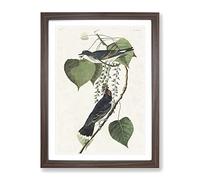Tyrant Flycatcher Birds By John James Audubon Vintage Framed Print | A2 Walnut Framed Wall Art | Ready to Hang | Classic Nature Picture | Living Room Bedroom Lounge Office