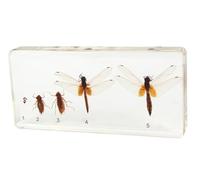 tysdyzgs Montessori Bee Growth Specimens, Early Education And Educational Toy Animal Specimens for Children,Dragonflies