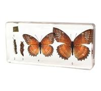 tysdyzgs Montessori Bee Growth Specimens, Early Education And Educational Toy Animal Specimens for Children,butterflies