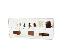 tysdyzgs Montessori Dragonfly Growth Specimen, A Gift for Children's Animal Specimens Discovered by Science,bees