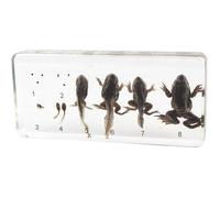 tysdyzgs Montessori Frog Growth Specimen, Scientific Discovery of Animal Specimens for Early Childhood Education
