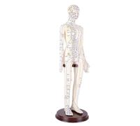 TZLMWDFRWG Acupuncture Model, 20.5 Inch Accurate Full Body PVC Human Acupoint Model with Base Rotatable Arms for Teaching Student Demonstration (Female)
