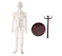 TZLMWDFRWG Acupuncture Model, 20.5 Inch Accurate Full Body PVC Human Acupoint Model with Base Rotatable Arms for Teaching Student Demonstration (Male)