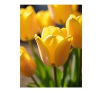 TZTTZT Diamond Art Kits for Adults - Yellow Tulip Blooms Sunlight Serenity Diamond Painting Kits for Adults Beginner, 12x16 in Frameless Diamond Painting Kit for Home Wall Decor