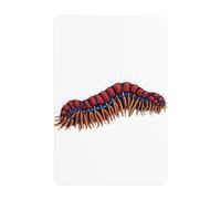 UDFKGLP Terrible centipede Pattern Tin decorative painting 8x12in Made of tinplate, wear-resistant and durable