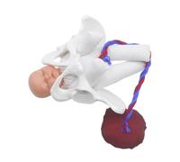 UDXFYS Childbirth Demonstration Pelvis Model, Human Pelvis Baby with Placenta Model, Mini Childbirth Simulator Female Pelvis and Baby Model for Study Display Teaching Medical Model