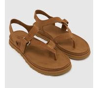 UGG GoldenGaze Toe Post Sandals Brown Women - 36