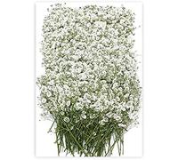 Uhky 50Pcs Dried Pressed Baby's Breath Flowers, Nature Real Dry Pressing Floral for Resin for Home Decor Scrapbooking DIY Candle Accessories Jewelry Crafts Making (White)