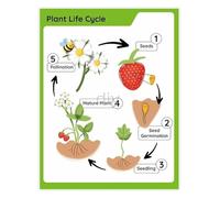 UHPEAAUN Plant Life Cycle and Biology Educational Chart Botany Science Poster for Classroom School Learning(Framed,16x24inch(40x60cm))