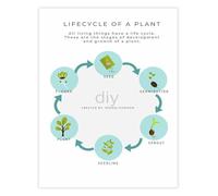 UHPEAAUN Plant Life Cycle Science Educational Poster Botany Learning Chart for Classroom Homeschool Room Decor(Unframed,16x24inch(40x60cm))