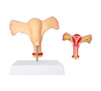 UIGJIOG 1: 1 Life Size Human Female Uterus Ovary Anatomy Model Reproductive Organ Shows Vagina Bilateral Ovarian with Product Manual Card And Base PVC for School Teaching