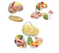UIGJIOG 2X Life-Size Brain Anatomy Model,Human Brain Model for Neuroscience, 4-Part Detachable 3D Brain Model with Laser-Engraved Labels Stand for Psychology Neuroscience Learning