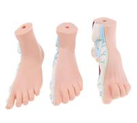 UIGJIOG 3PCS Anatomical Foot Model 1: 1 Life Size Set Normal, Plane and Archized Footpace model Flat Statue Statue School Supply