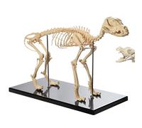 UIGJIOG 4D Dog Anatomy Model Anatomy Lab Canine Skeleton Model Dog Skull Model Anatomy Skeleton Veterinary Specimen Teaching Display (64X20x30cm)