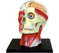 UIGJIOG 4D Human Head Anatomy Model 14 Detachable Parts Human Head Muscle Nerve Organ Anatomy Medical Teaching Model