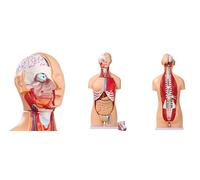 UIGJIOG 85Cm Human Torso Anatomy Model 32-Part Dual-Sex Life-Size Torso Model with Heart Head Skull Brain Visceral Muscular Layers Model