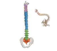 UIGJIOG 85Cm Spine Model Human Skeleton Model for Anatomy Spine Model Anatomy Vertebral Column with Pelvis Femur Medical Life Size Flexible Spinal Cord with Nerves And Blood Vessels