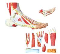 UIGJIOG 9-Part Foot Anatomical Model 81 Digital Signs Human Foot Anatomy Model Foot Model Bones Muscles Ligaments Nerves Blood Vessels of The Human Foot