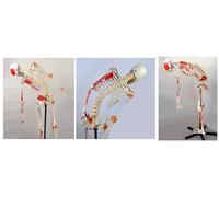 UIGJIOG Adult Human Skeleton Anatomical Model Medical Human Skeleton Model Flexible Life Size 170Cm Stand Included