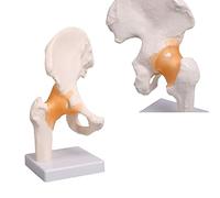 UIGJIOG Anatomical Hip Model Life-Size Human Hip Bone Model with Part of The Pelvis with Movable Bones, Joint And Ligaments Hips 14 X 11 X 25 Cm