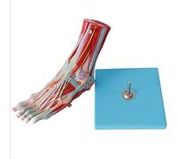 UIGJIOG Anatomical Model of Human Foot Muscles 9 Parts Foot Ligaments The Model Such As Iliac Bones Tibia And Bones of Calf Muscles And Foot Muscles 20 * 9 * 33cm