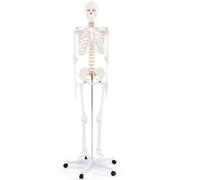 UIGJIOG Anatomical Skeleton Model 180Cm Life Size Human Skeleton Model Medical Anatomical Human Body Skeleton with Rolling Stand Human Anatomy Classes