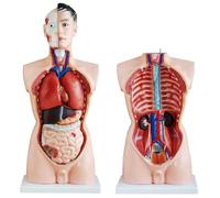 UIGJIOG Anatomy Model Male Torso 85 Cm Anatomy Body Anatomical Model Torso Doll with Organs Human Medical Body Human Body Anatomy Model Life Size with 19 Pieces
