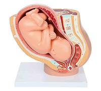 UIGJIOG Anatomy Model of Pregnancy Pelvis Midwifery Teaching Model Includes A Full-Term Removable Fetus Model, Anatomy of The Placenta And More Than 40 Anatomical Landmarks
