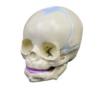 UIGJIOG Baby Skull Model,Human Infant Skull Model,Life Size Fetal Skull Model,Medical Anatomy Skull Model for Medical Education Learning