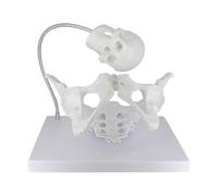 UIGJIOG Childbirth Model Female Pelvis Model with Fetal Skull Female Pelvis Childbirth Model Childbirth Demonstration Pelvis Model Midwifery Teaching Model