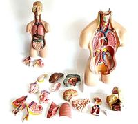 UIGJIOG Detachable 19 Parts Human Bust Anatomy Model, Human Unisex Interior Organs Trunk Human Interior Body Model For Science Studio Display Teaching Model 55cm