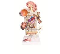 UIGJIOG Diabetes Display Model Hypertension Model Diabetes Organ Model Brain, Eye, Heart, Kidney,Foot Models Set of 8 Professional Teaching Medical Model 52X22.5X15.8Cm