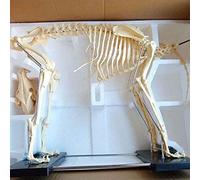 UIGJIOG Dog/Cat Anatomy Dog Skeleton Specimen Model Animal Anatomy Teaching Model,4D Dog Animal Model The Organ Biology Teaching Veterinary Teaching,dog Natural