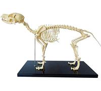 UIGJIOG Dog skeleton model, dog skeleton model with plastic stand, Veterinary Anatomy and Human Biology Teaching Veterinary Teaching