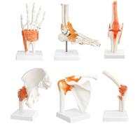 UIGJIOG Educational Tool 6 PCS Human Joint Anatomy Model Set Life Size Shoulder Elbow Hip Knee Hand Foot Joint Bone Models with Ligaments Human Skeleton Muscle Anatomy Model