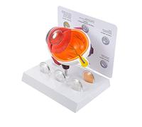 UIGJIOG Eyeball Structure Human Model Model, Eye Anatomy Model, Eye Demonstration Science Model Exposure Biological Learning Model 16. 5X13 cm