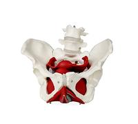 UIGJIOG Female Pelvis with Organs,Female Pelvis Skeleton And Organ Model,Pelvic Floor Muscles And Reproductive Organs | Removable Organs Include Uterus, Colon And Bladder