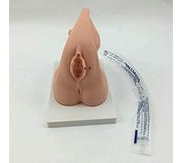 UIGJIOG Female Urinary Catheter Medical Surgery Model Catheterization Model Female Internal And External Catheterization Model Manikin Model for Gynecology Medical