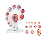 UIGJIOG Fetal Growth Model 4D Fetus Organ Growth Process Model, Fetal Model The Fetus Uterine Embryo Development Model Human Anatomy Model for Medical Teaching