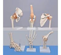 UIGJIOG Flexible Human Joint Function Model Bendable Knee Shoulder Elbow Hand Foot Hip Movable Skeleton with Ligaments Model