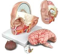 UIGJIOG Head Anatomical Model with Brain Human Head Anatomical Model 4-Part Life-Size Head Brain Cross Section Anatomy for Teaching
