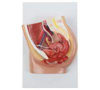 UIGJIOG Human Anatomy 2-Part Median Section Female Pelvis Anatomy Model Includes Urinary, Vascular, Muscular Anatomy for Medical Education Demonstration Skill
