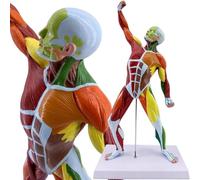 UIGJIOG Human Anatomy Muscle Model 50 Cm High Muscle Man Anatomy Model Colourful Miniature Model of Muscles Human Body Anatomy Model for Medical Physiology Study Teaching Aid