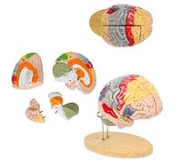UIGJIOG Human Brain Model 2X Life-Size 4-Part Brain Numbered Anatomical Model Anatomy Model for Learning Science Classroom Study Display Medical Model Includes Display Base