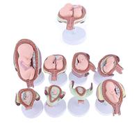 UIGJIOG Human Embryo Development Model Pregnancy Embryo Development Process Model Family Planning Model Gynecology Teaching Model Fetal Development 8-Piece Set