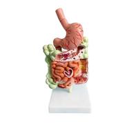 UIGJIOG Human Gastrointestinal Anatomy,Model of The Human Digestive System Gastric Anatomy Colon Appendix Rectum Duodenum Structural Model of Human Internal Organs