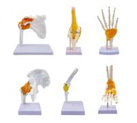 UIGJIOG Human Joint Set 6-Piece Human Joint Anatomy Model Set Life-Size Shoulder Elbow Hip Knee Hand Foot Models with Ligaments for Medical Education