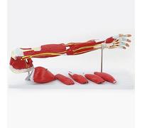 UIGJIOG Human Muscular Arm Teaching Model 7 Part Life Size Numbered Muscular Upper Limb Shoulder Hand Model with Removable Muscles Human Anatomical Muscular Arm Model for Physiology Study Teaching