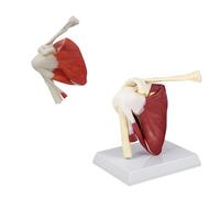 UIGJIOG Human Shoulder with Muscle Anatomy Model 18 X 14 X 18Cm Shoulder Joint Muscles Model PVC Shoulder Model with Ligaments Life Size Shoulder Anatomy for Doctors Tool Anatomicals